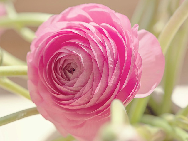 春の時期に人気のラナンキュラスの花言葉とは 海外での意味も総まとめ Erma S Flower Note