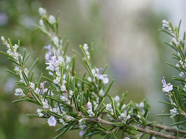 フランス語のローズマリーの花言葉とは ヨーロッパの結婚式で人気な理由 Erma S Flower Note