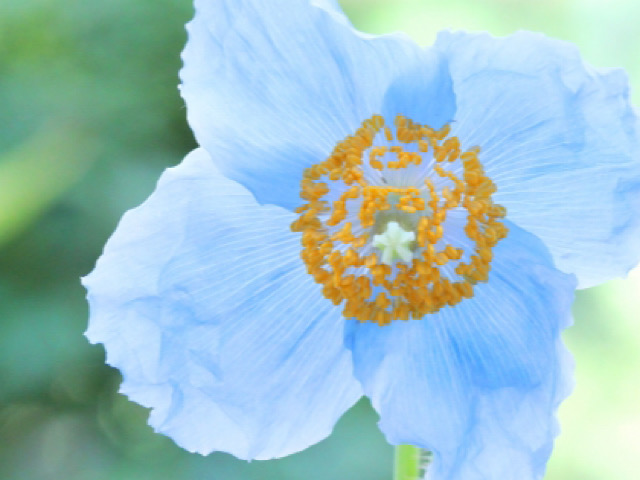 青いケシと呼ばれるメコノプシスの花言葉とは 神秘的な青い花の詳細 Erma S Flower Note