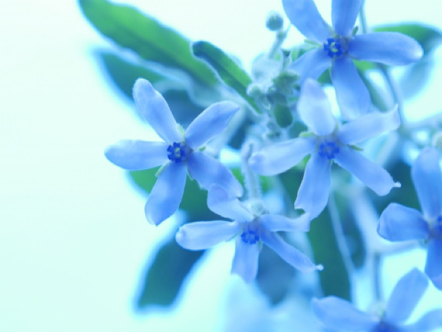 青 紫色の花の花言葉 Erma S Flower Note