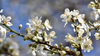 春に咲くセツブンソウ 節分草 の花言葉とその由来とは Erma S Flower Note