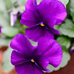 紫色のビオラ