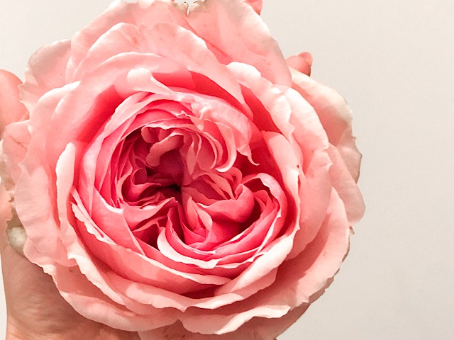 表参道のおしゃれ花屋logi PLANTS&FLOWERSで購入したバラを撮影した画像