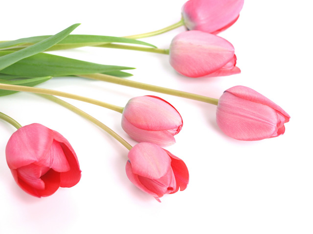 チューリップの花言葉とは 色や品種を贈る前にチェックしよう Erma S Flower Note