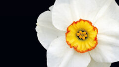 エリンジウム エリンジューム の花言葉とは 種類や名前の由来などを詳しく解説 Erma S Flower Note