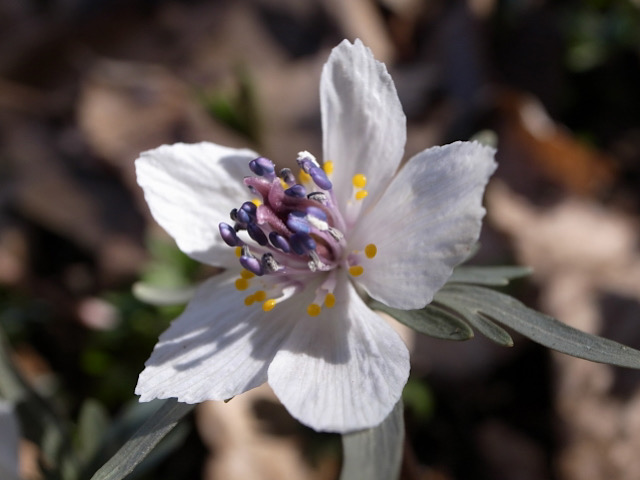 春に咲くセツブンソウ 節分草 の花言葉とその由来とは Erma S Flower Note