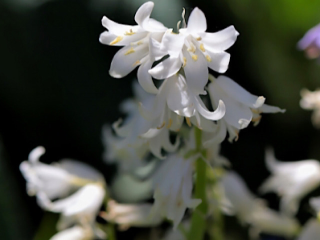 白いシラー・カンパニュラタ（Scilla campanulata）の画像