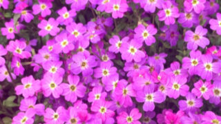 Pictngamukjpd5vg ニゲラ 花言葉 怖い ニゲラ 花言葉 怖い