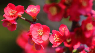 トルコキキョウ トルコギキョウ の花言葉と由来とは 名前の由来も総まとめ Erma S Flower Note