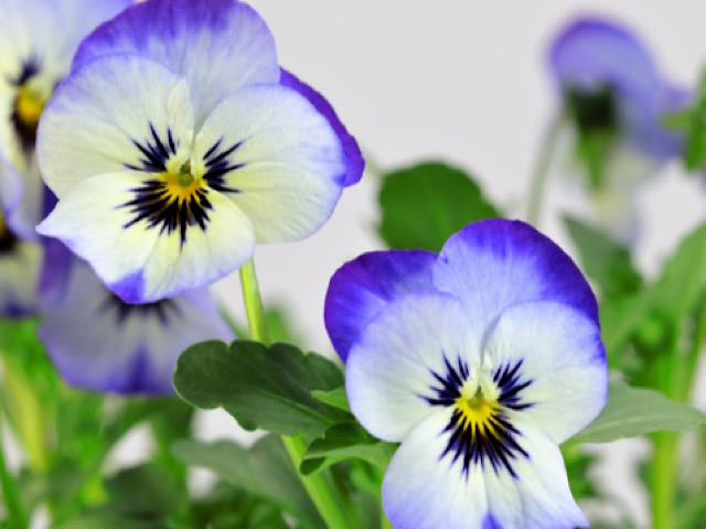 ビオラの色別の花言葉とは ギリシア神話に登場する可憐な花 Erma S Flower Note