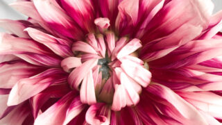 カトレアの花言葉とは 華やかな洋ランの女王がもつ大人の魅力 Erma S Flower Note