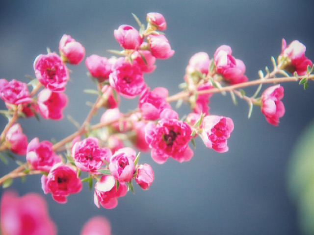 ギョリュウバイの花言葉とは 美容に良いマヌカハニーの花 Erma S Flower Note
