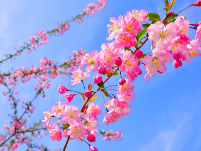 ハナカイドウの花言葉とは 桜に似たピンク色の春の花 Erma S Flower Note