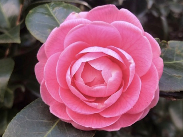 日本のバラといわれる椿 ツバキ の花言葉とは 怖い花言葉の理由も解説 Erma S Flower Note
