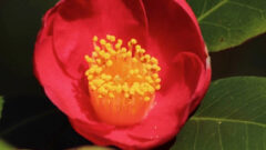 日本のバラといわれる椿 ツバキ の花言葉とは 怖い花言葉の理由も解説 Erma S Flower Note