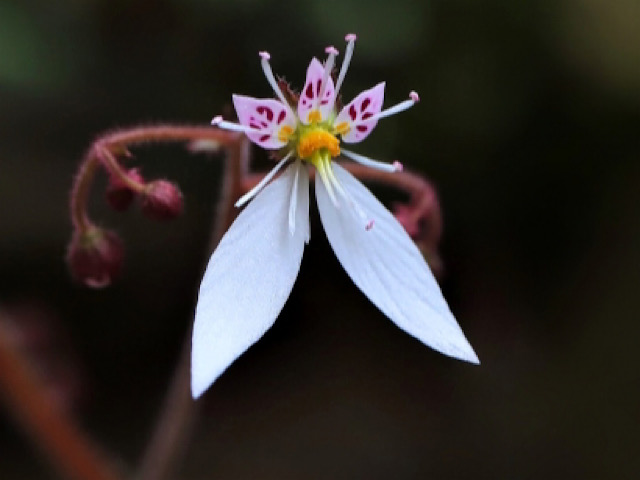 ユキノシタ 雪の下 の花言葉とは 薬用に使われる白い小花 Erma S Flower Note