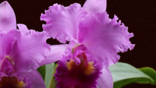 トルコキキョウ トルコギキョウ の花言葉と由来とは 名前の由来も総まとめ Erma S Flower Note