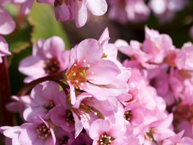 ヒマラヤユキノシタの花言葉とは 春の訪れを感じるピンク色の花 Erma S Flower Note