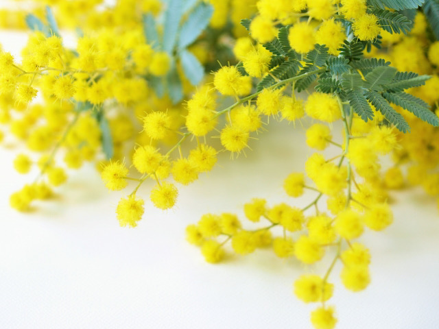 ミモザ アカシア の花言葉とは フランスなど海外での意味も解説 Erma S Flower Note