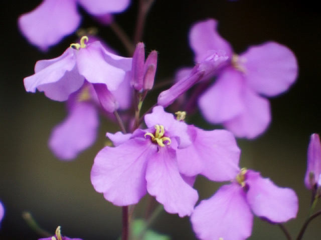 ユーフォルビア フルゲンスの花言葉とは スタイリッシュに輝く小花 Erma S Flower Note