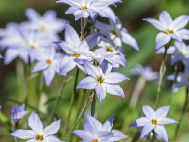 ハナニラの花言葉 星に願いを の由来とは 春に咲く可憐な星の花 Erma S Flower Note