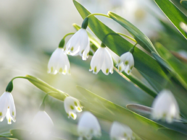 スノーフレークの花言葉とは 白色の小さい釣鐘形の花 Erma S Flower Note