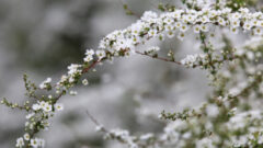2月27日の誕生花ユキヤナギの花言葉とは 春に咲く可憐な雪の花 Erma S Flower Note