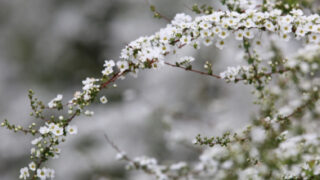 エニシダの花言葉とは 花にまつわる怖いエピソードを解説 Erma S Flower Note