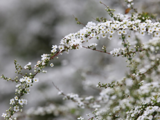 2月27日の誕生花ユキヤナギの花言葉とは 春に咲く可憐な雪の花 Erma S Flower Note