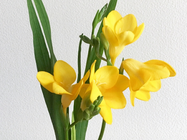 フリージアの花言葉の由来とは 友情を表す香り高い花 Erma S Flower Note