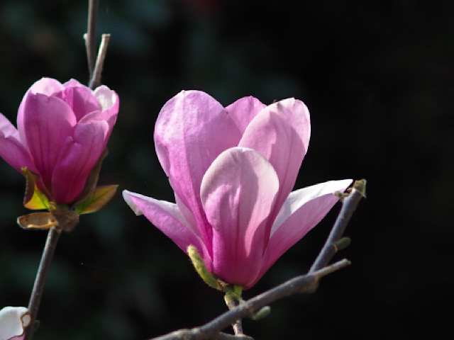 木蓮 モクレン の花言葉とは 中国原産の春を告げる花 Erma S Flower Note