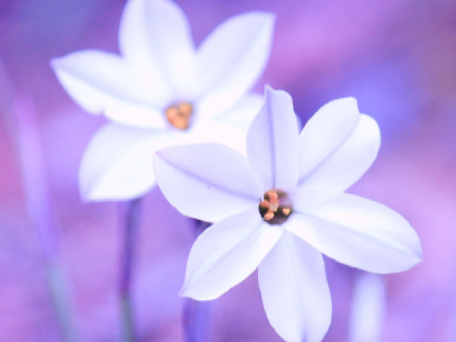 ハナニラの花言葉 星に願いを の由来とは 春に咲く可憐な星の花 Erma S Flower Note