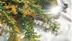 ミモザ アカシア の花言葉とは フランス人に愛される冬の太陽 Erma S Flower Note