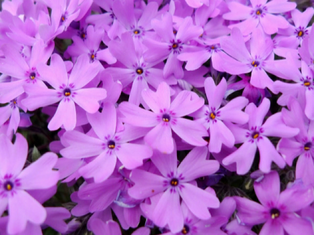 シバザクラの花言葉とは 春に咲くピンクや白の花の絨毯 Erma S Flower Note