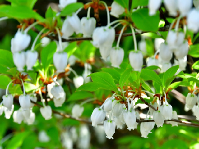 ワイルドストロベリーの花言葉とは 可憐な白い花で恋愛成就 Erma S Flower Note