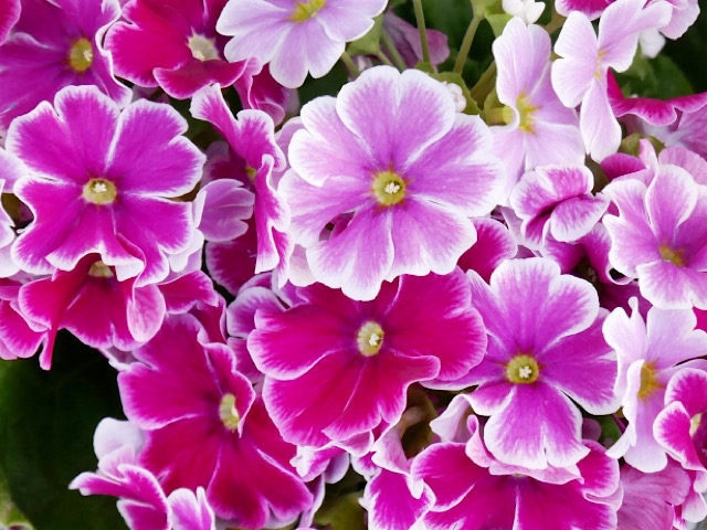 プリムラの花言葉とは 色別や種類別にまとめました Erma S Flower Note
