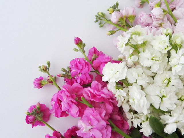 ストックの花言葉とは イギリスで結婚式やプロポーズに使われる愛の花 Erma S Flower Note
