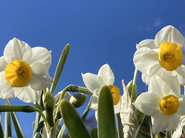 オオデマリの花言葉とは 白やピンクの手毬のような愛らしい花 Erma S Flower Note