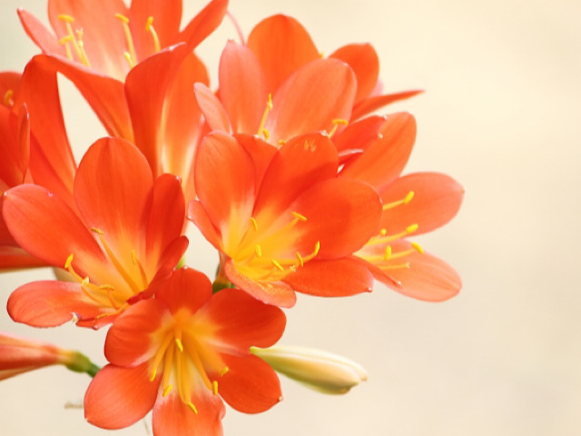 君子蘭 クンシラン の高貴な花言葉とは 花名の由来や基本情報まとめ Erma S Flower Note