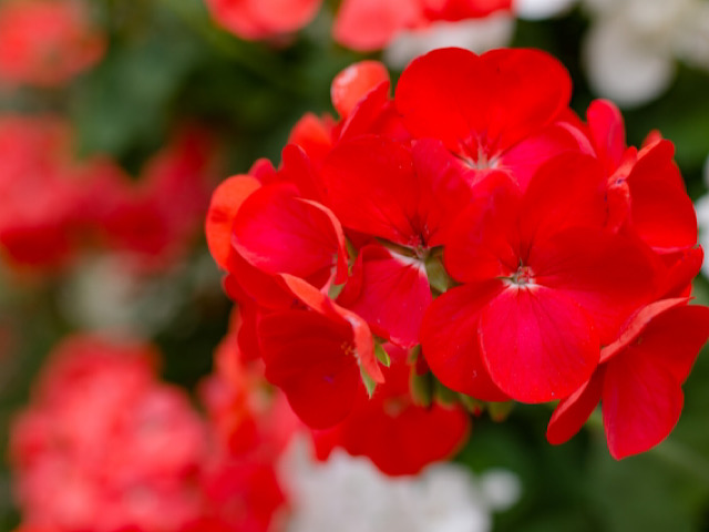 ゼラニウムの花言葉とは 色別や種類別の意味も総まとめ Erma S Flower Note