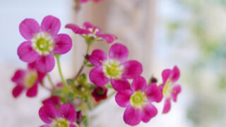 カスミソウの花言葉とは 色別や英語 韓国語の意味も総まとめ Erma S Flower Note
