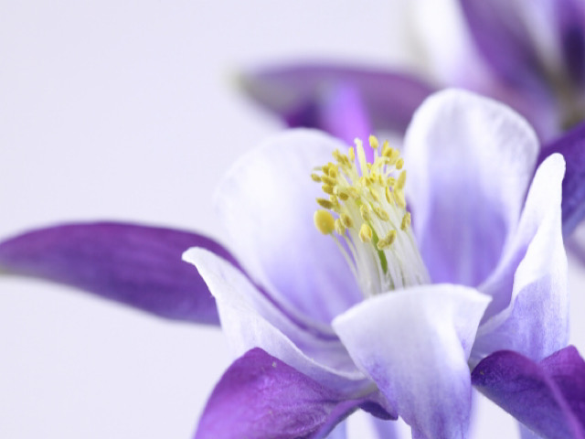 オダマキ 苧環 の花言葉とその由来とは ネガティブな意味がついた理由 Erma S Flower Note