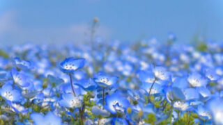 ナデシコ 撫子 の花言葉とは 英語やフランス語の意味も総まとめ Erma S Flower Note
