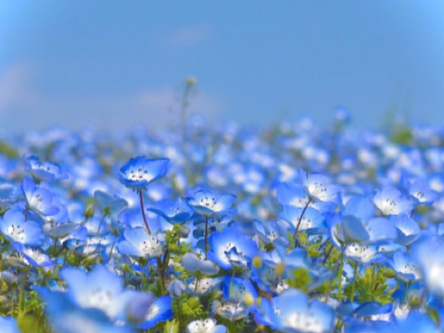 ネモフィラの花言葉とは 英語で赤ちゃんの青い瞳と呼ぶ可憐な花 Erma S Flower Note