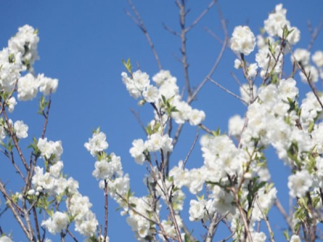 白い桃（モモ）の花の画像