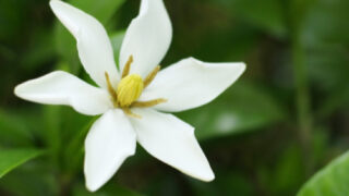 チューベローズの花言葉 危険な快楽 の由来とは 魅惑的な香りをもつ花 Erma S Flower Note