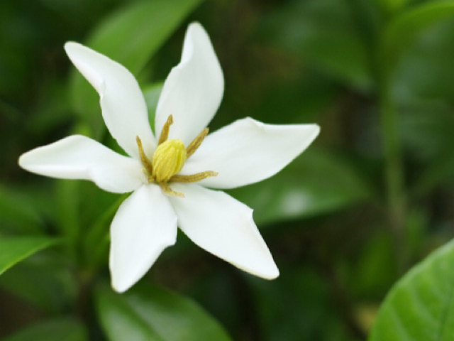 初夏に香るクチナシ 梔子 の花言葉とは 海外の意味もまとめました Erma S Flower Note