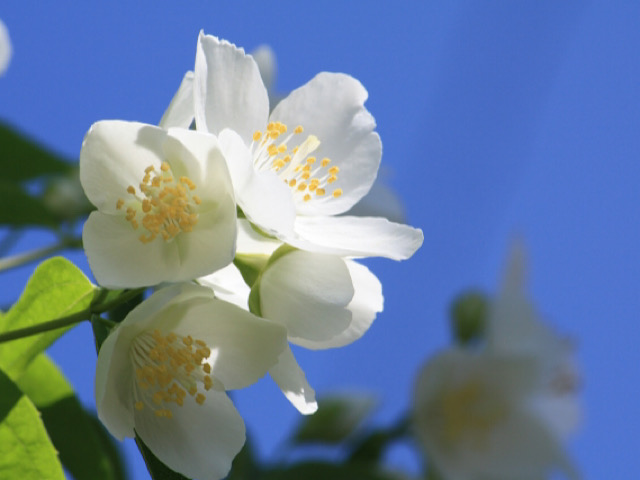バイカウツギ 梅花空木 の花言葉とは 初夏に香る爽やかな花 Erma S Flower Note