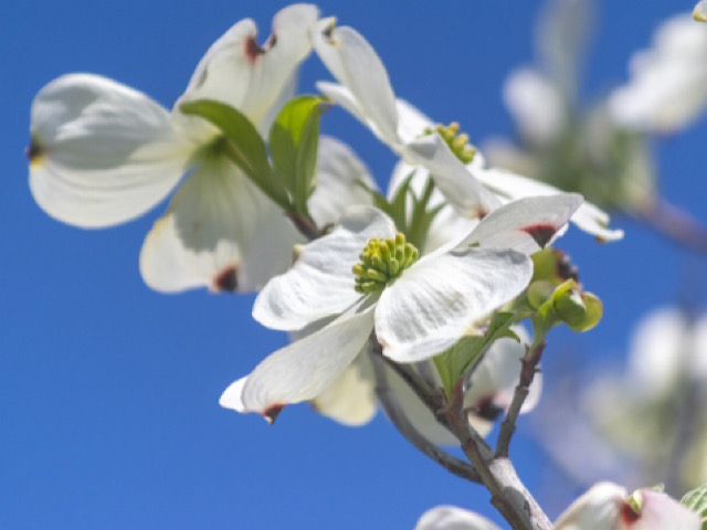 ハナミズキ 花水木 の花言葉とは 桜の返礼として贈られた花木 Erma S Flower Note