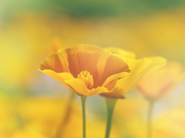 カリフォルニアポピーの花言葉とは 英語でゴールデンポピーと呼ばれる富の花 Erma S Flower Note